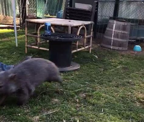 Wombat’s Wild Zoomies Melt Hearts!