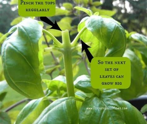 Basil Boosts Tomatoes: Grow a Bumper Crop with This Herb!