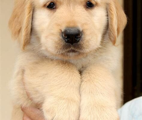 Golden Retriever’s Puppy Tolerance Tested: Cuteness Overload Ensues!