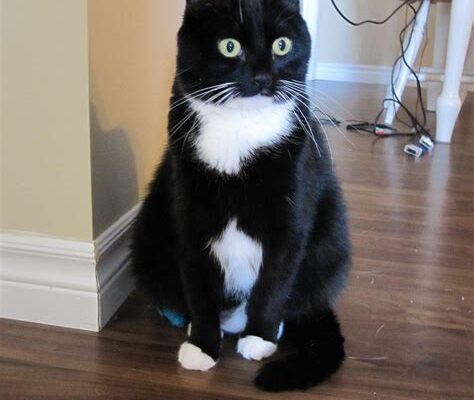 Tuxedo Cat Gets the Swaddle Treatment, Internet Melts!