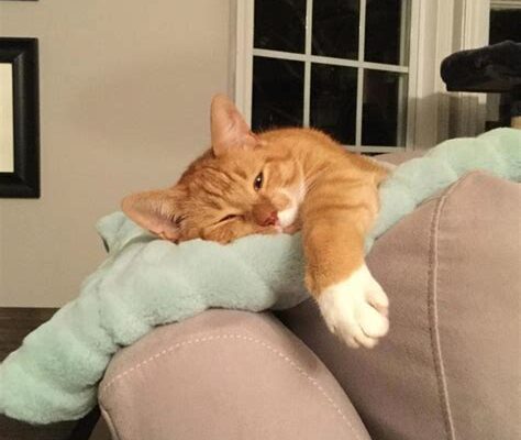 Cat’s Nap Turns into Epic Bed Head Hilariousness!